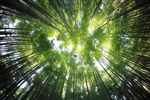 Our Planet